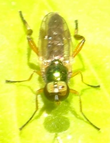 Chorisops sp.